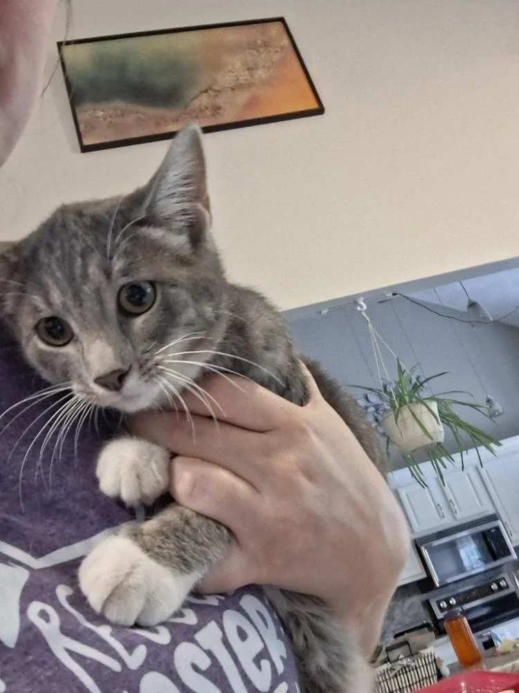 Blair Tabby Hamilton