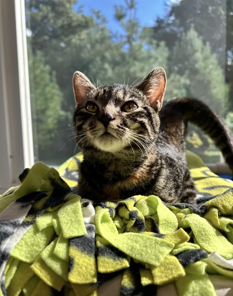 A baby small-sized female Tabby (Brown / Chocolate) Domestic Short Hair cat named Hera for adoption in North Haven, CT