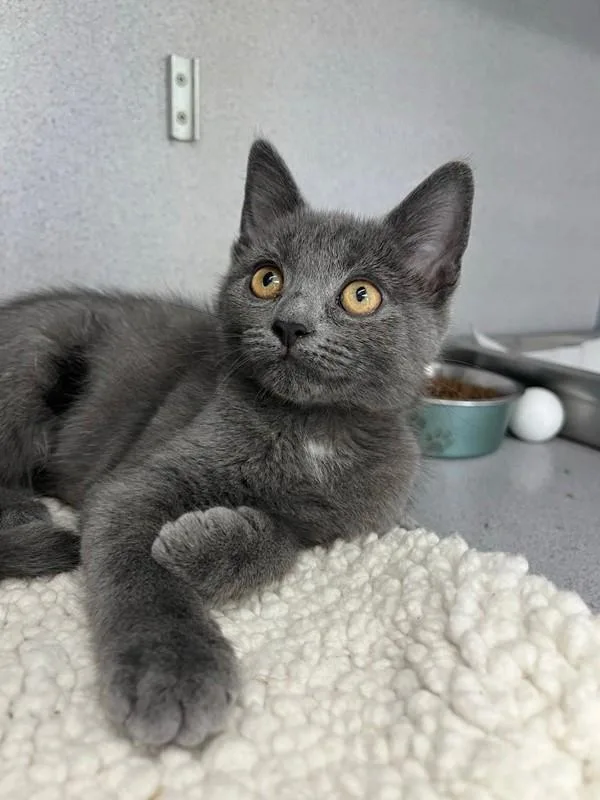 A baby small-sized female Domestic Short Hair cat named Brioche for adoption in Skillman, NJ