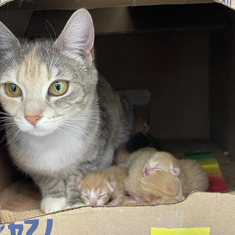 A baby small-sized female Orange / Red Domestic Short Hair cat named Sriracha for adoption in Bensalem, PA
