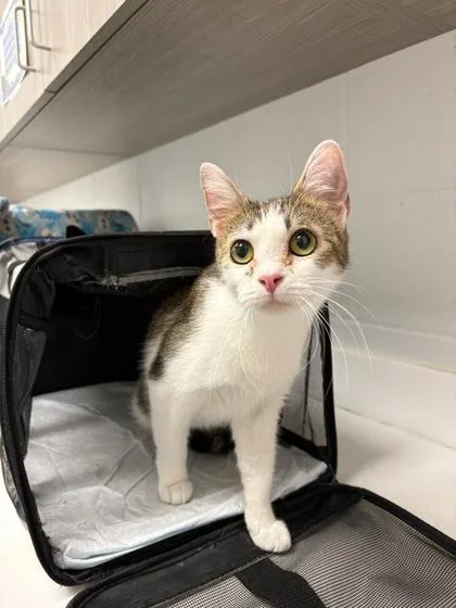 An adult medium-sized female Brown / Chocolate Domestic Short Hair cat named Coconut for adoption in Kansas City, MO