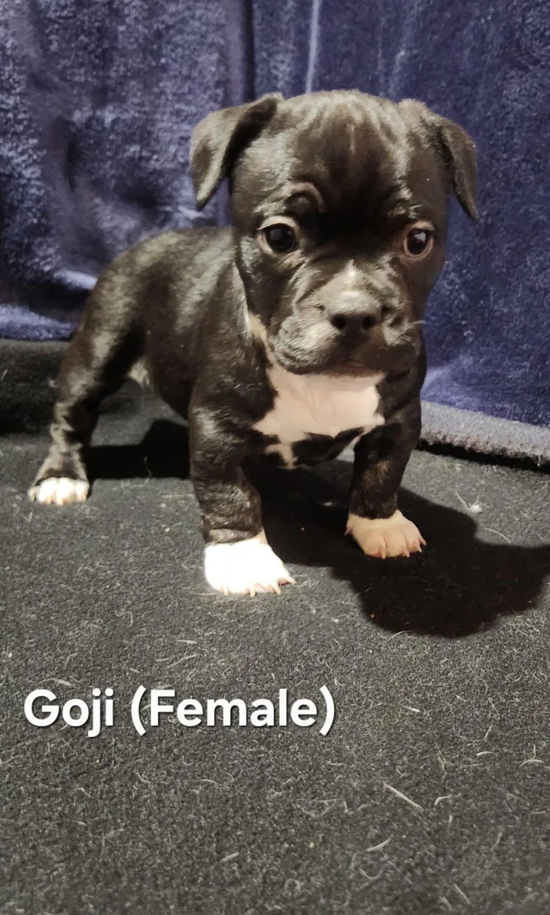 Goji Lacy's Litter thumbnail 2