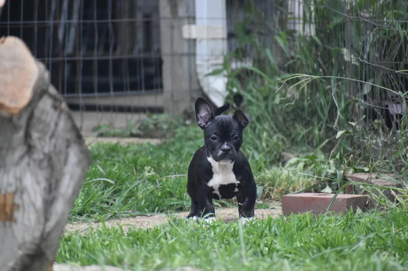 Goji Lacy's Litter thumbnail 3