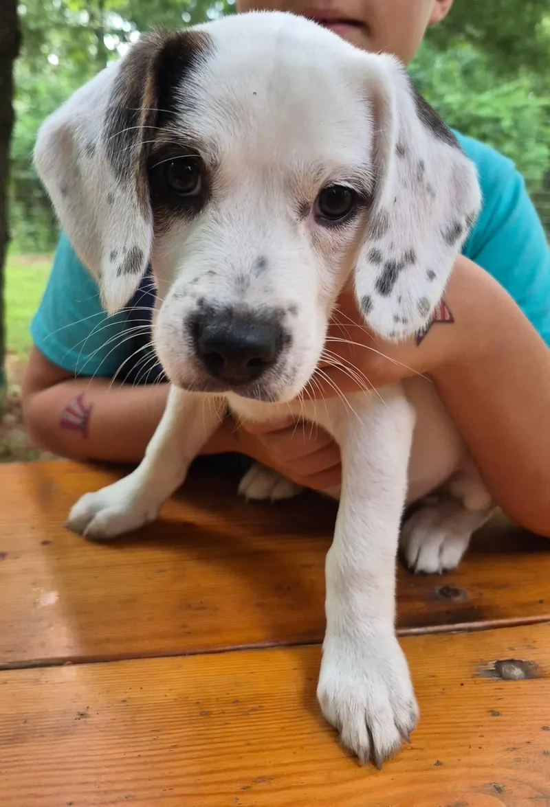 A baby medium-sized female Beagle dog named Arizona for adoption in Crystal Lake, IL