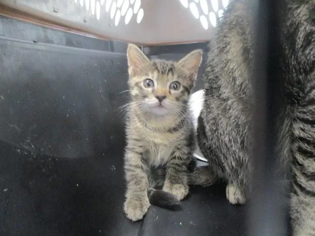 A baby small-sized female Domestic Short Hair cat named Leia for adoption in Ocala, FL