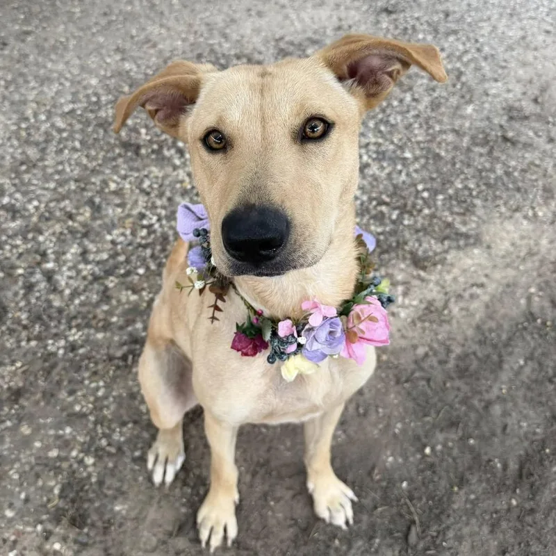 An adult medium-sized female Yellow / Tan / Blond / Fawn Labrador Retriever dog named Stella for adoption in Pittsburgh, PA