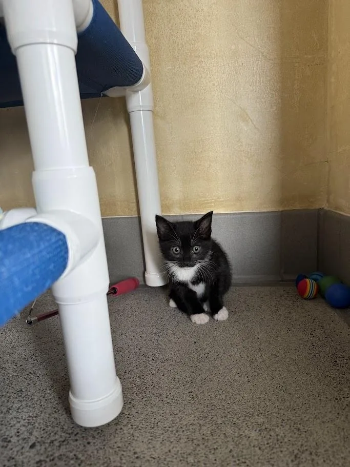A baby medium-sized female Domestic Short Hair cat named Harlem for adoption in Berkeley, CA