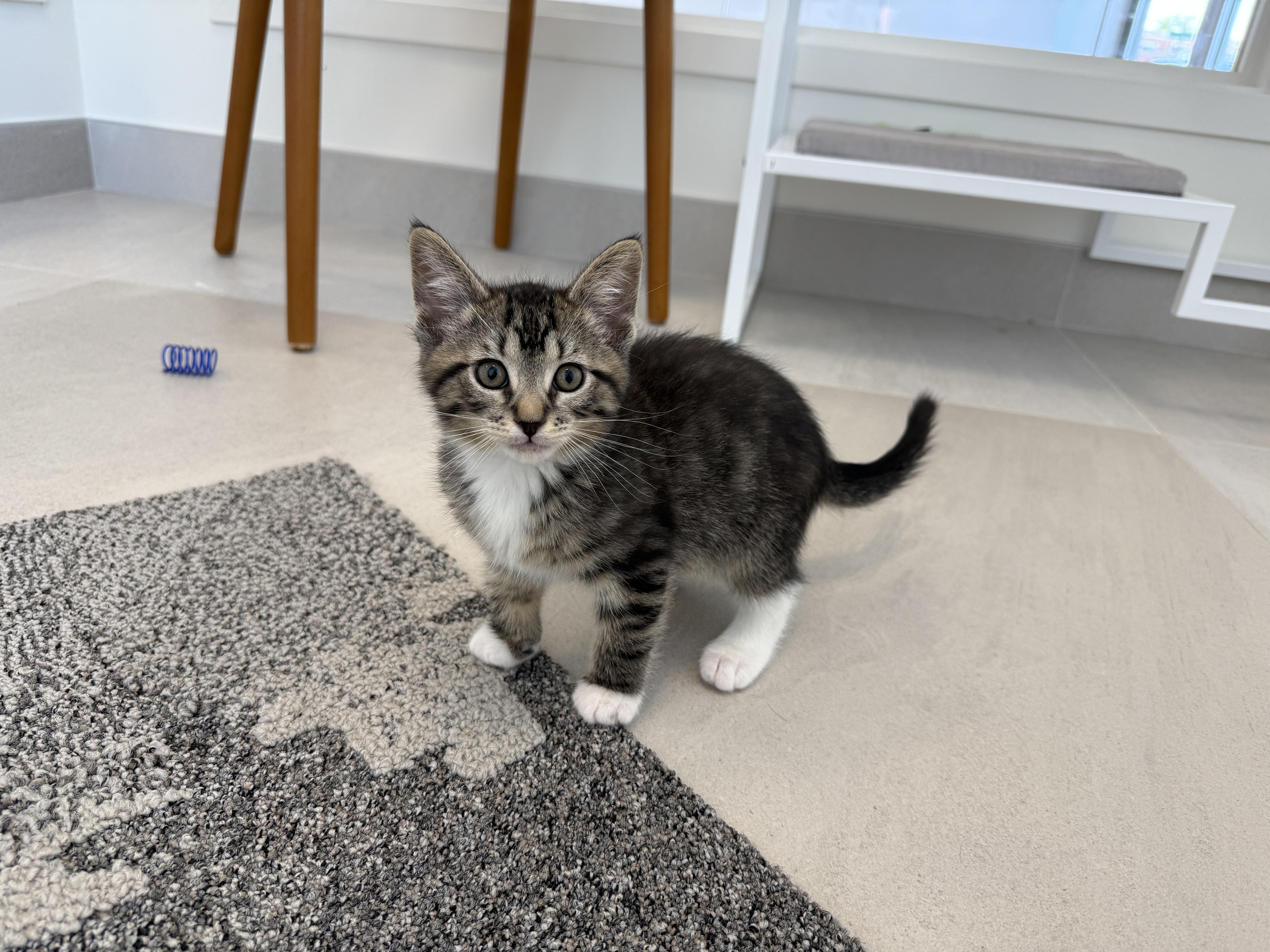 A baby medium-sized male Domestic Short Hair cat named Robby for adoption in Evanston, IL