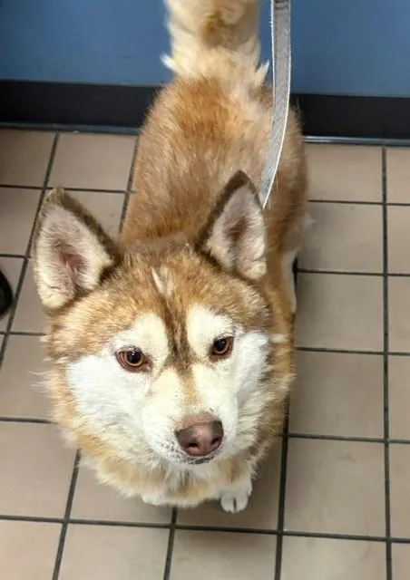 An adult medium-sized male Klee Kai dog named Charlie for adoption in Burbank, CA