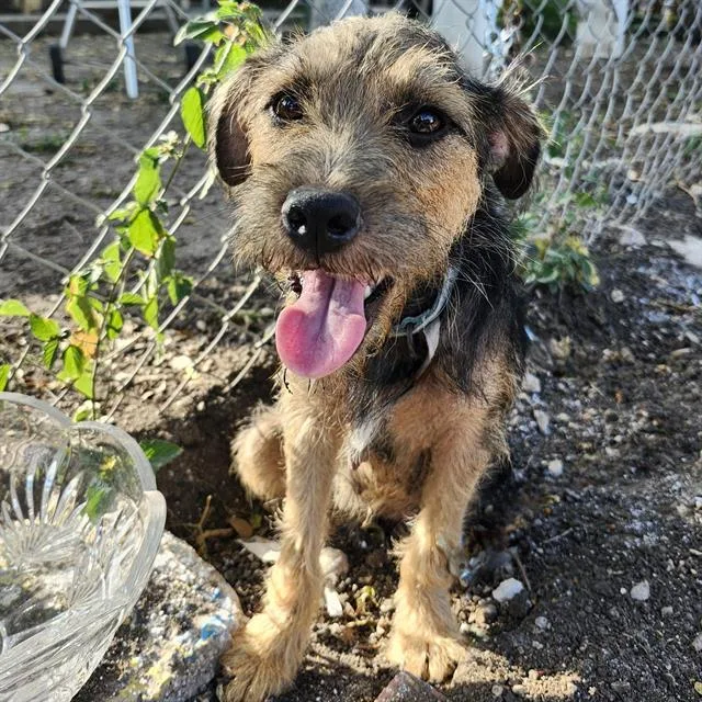 A young small-sized female Terrier dog named Zoila for adoption in San Antonio, TX