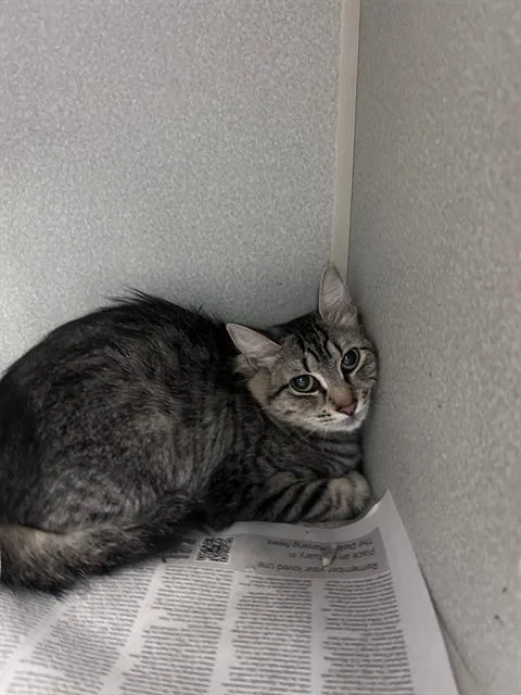 A young small-sized female Domestic Short Hair cat named Mamita for adoption in Dallas, TX