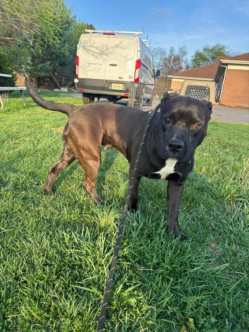 A young medium-sized female Brown / Chocolate Pit Bull Terrier dog named Tiger Lily for adoption in Culpeper, VA
