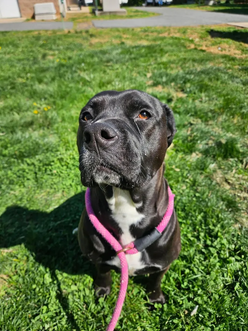 Tiger Lily thumbnail 2