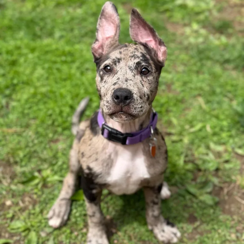 A young medium-sized female Gray / Blue / Silver Catahoula Leopard Dog dog named Dottie for adoption in New Fairfield, CT