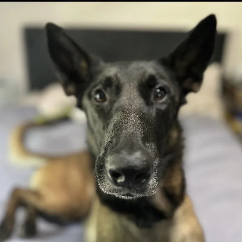 An adult medium-sized female Black Belgian Shepherd / Malinois dog named Rayne for adoption in Columbia, SC