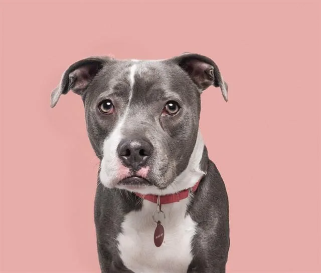 A young medium-sized female Pit Bull Terrier dog named Calypso for adoption in Saint Louis, MO