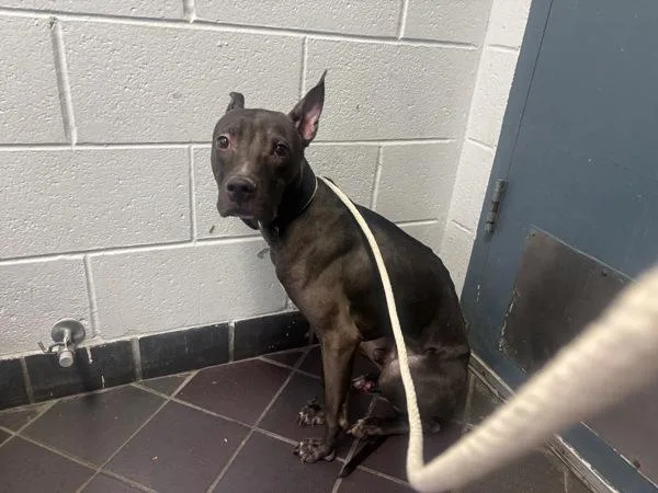 A young medium-sized male Mixed Breed dog named Wolly for adoption in New York, NY