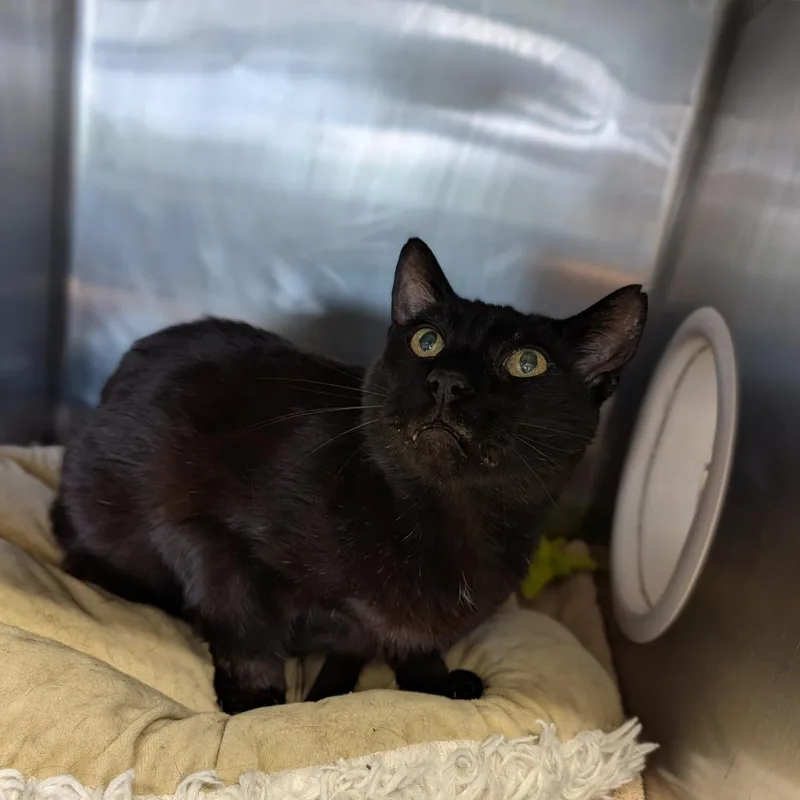 An adult large-sized male Black Domestic Short Hair cat named Arkady for adoption in Cape Girardeau, MO