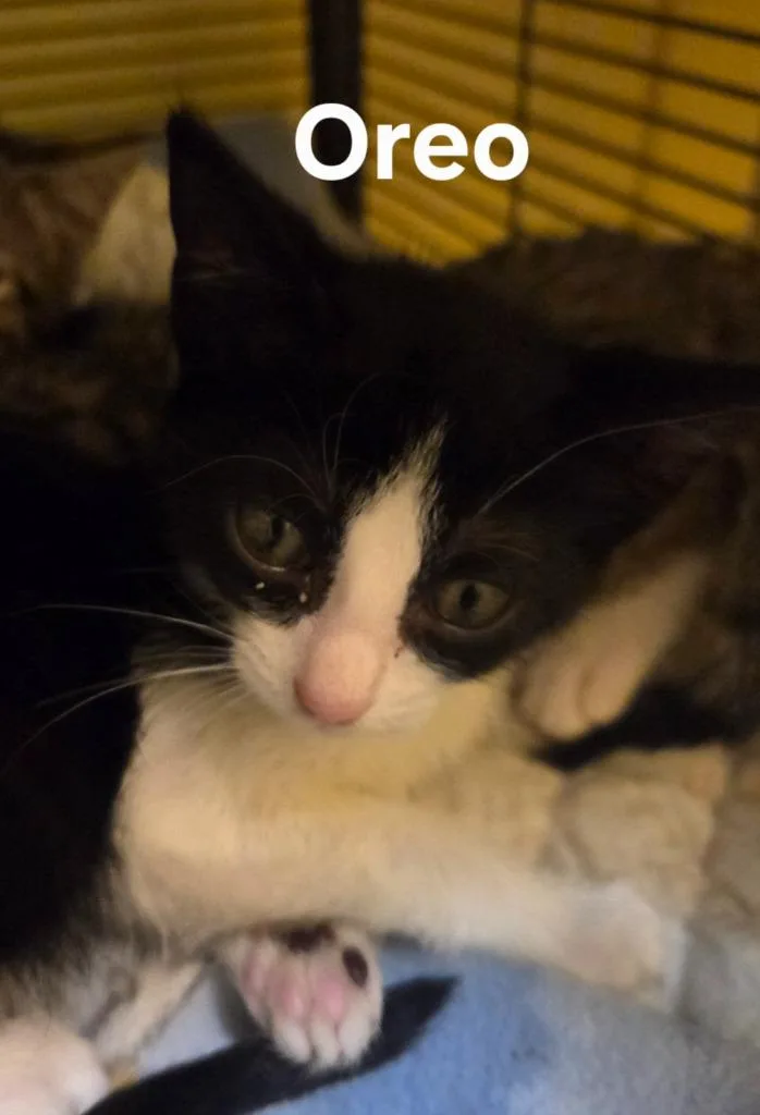A baby small-sized female Domestic Short Hair cat named Oreo for adoption in Rutherfordton, NC