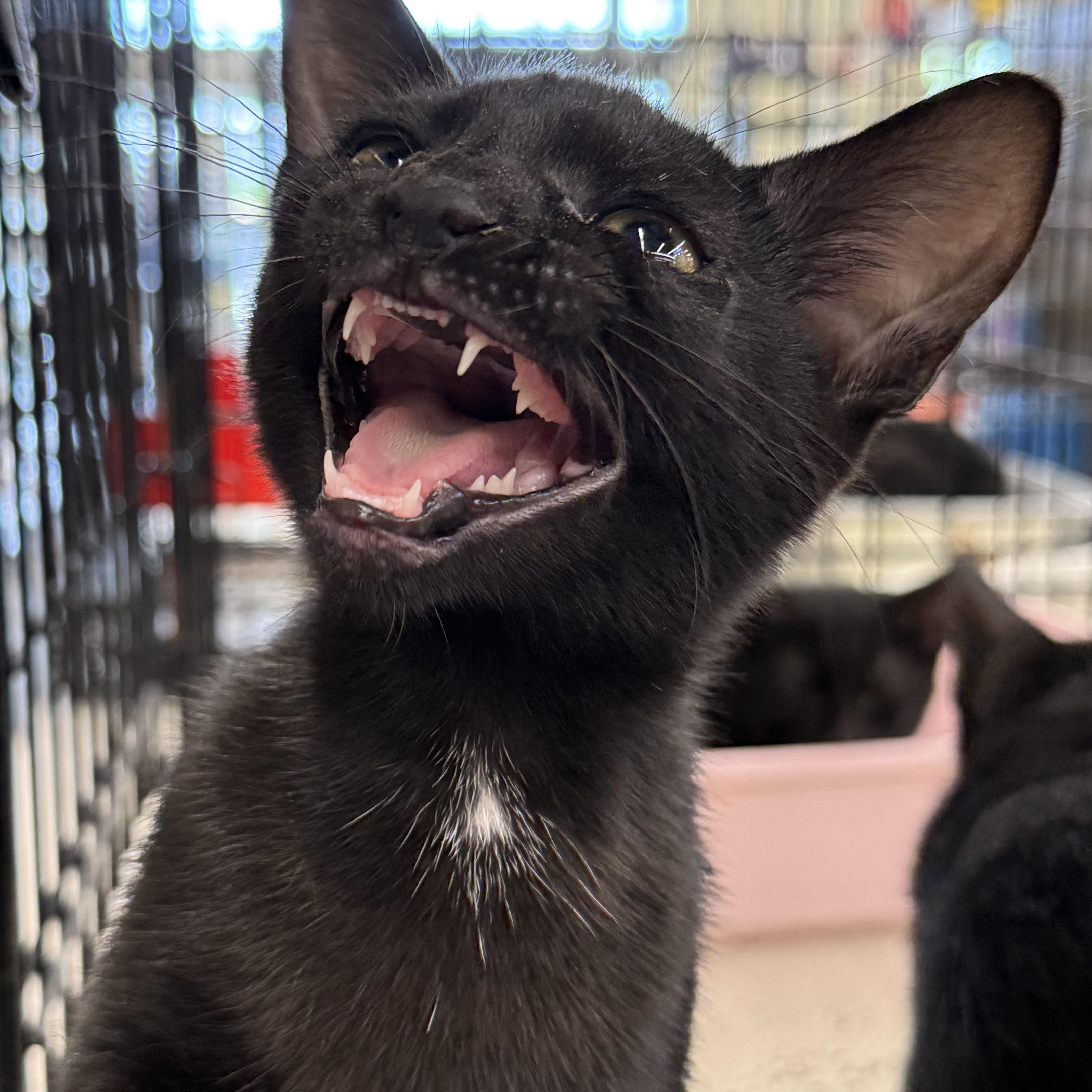 A baby medium-sized female Black Domestic Short Hair cat named Anise for adoption in Intercession city , FL