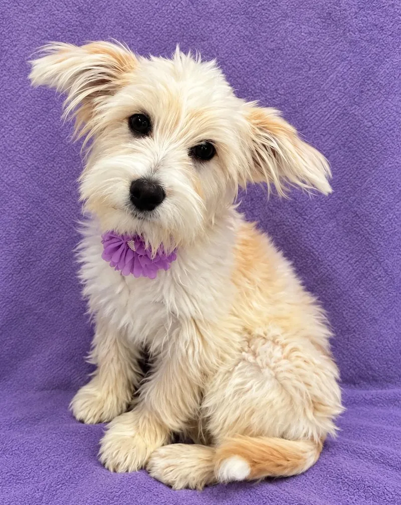 A baby small-sized female Maltese dog named Bella for adoption in Lodi, CA