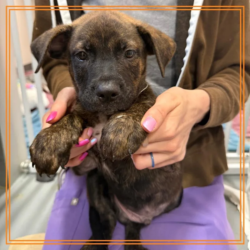 A baby medium-sized male Brindle Plott Hound dog named Roger Radix for adoption in Austin, TX