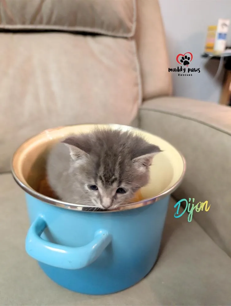 A baby small-sized male Domestic Short Hair cat named Secret Ingredients: Dijon for adoption in Council Bluffs, IA