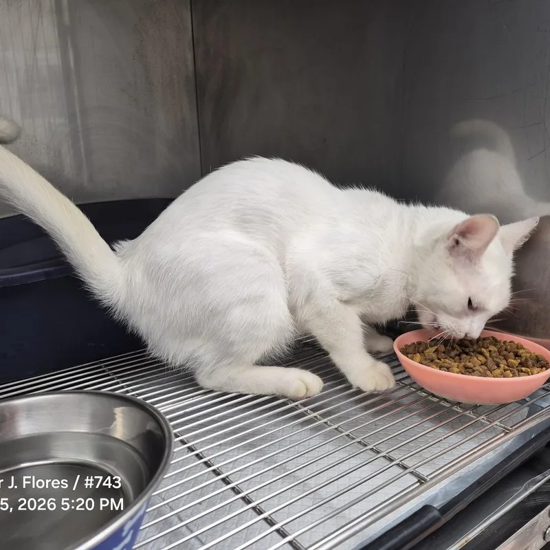 A young medium-sized female White Domestic Short Hair cat named Snow Goose for adoption in Portland, TX