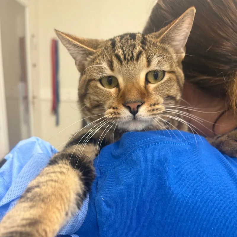 A young medium-sized male Domestic Short Hair cat named Casper for adoption in Pekin, IL