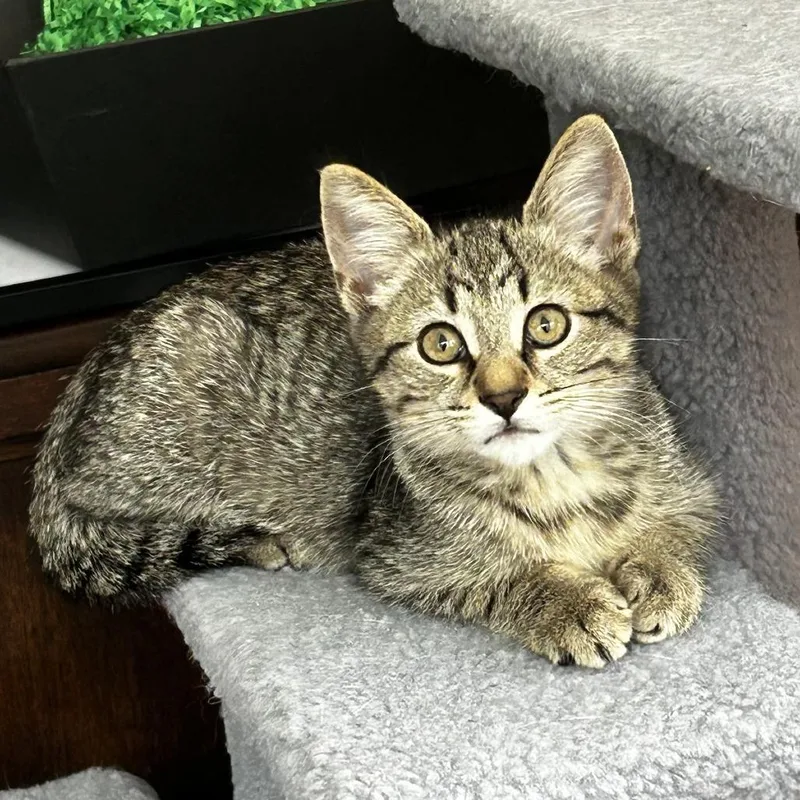 A baby small-sized male Brown / Chocolate Domestic Short Hair cat named Big Boy for adoption in Fairport, NY
