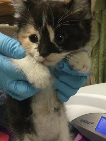 A young small-sized female Domestic Short Hair cat named Kelly for adoption in Riverside, CA