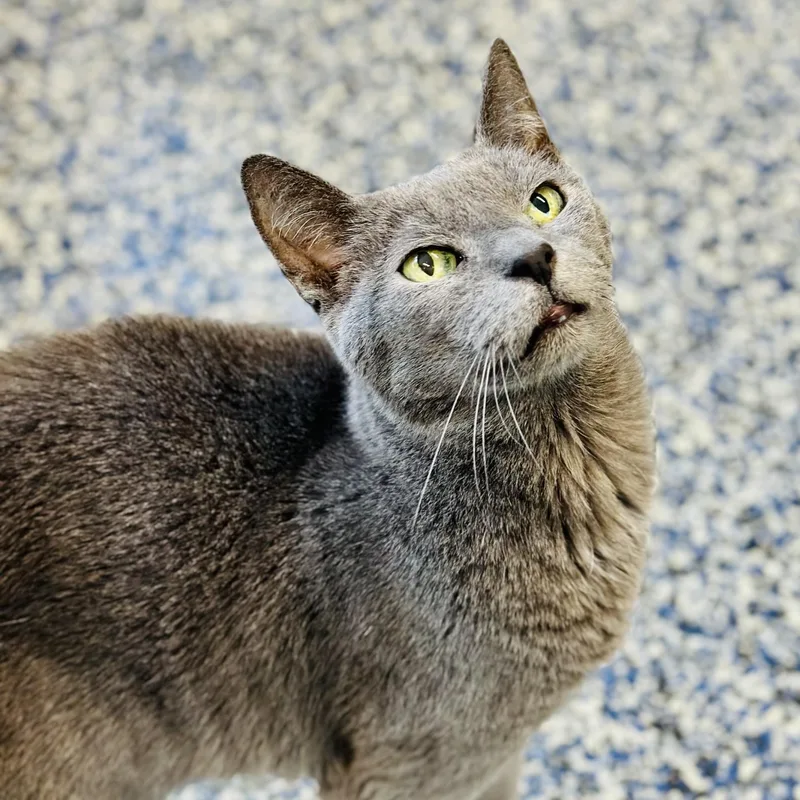An adult medium-sized male Gray / Blue / Silver Domestic Short Hair cat named Gandalf for adoption in Jackson, NJ