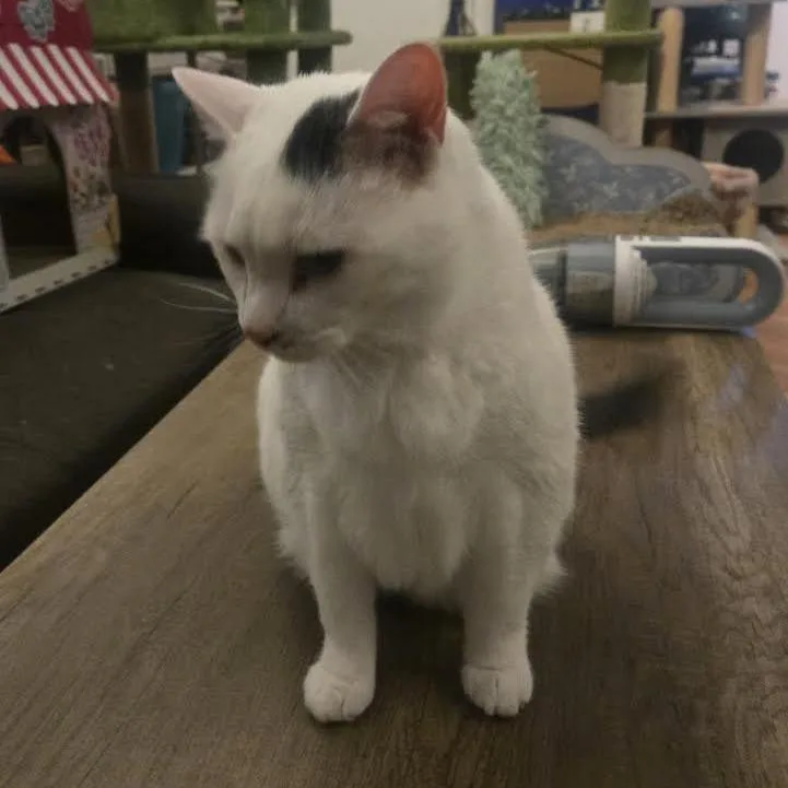 A senior small-sized female White Domestic Short Hair cat named Gracie for adoption in Staten Island, NY