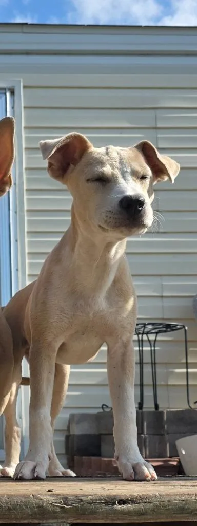 A baby medium-sized female Pit Bull Terrier dog named Sassy Junior for adoption in Rockport, TX