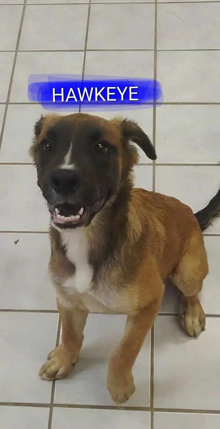 A baby large-sized male Boxer dog named Hawkeye for adoption in Saint Jo, TX