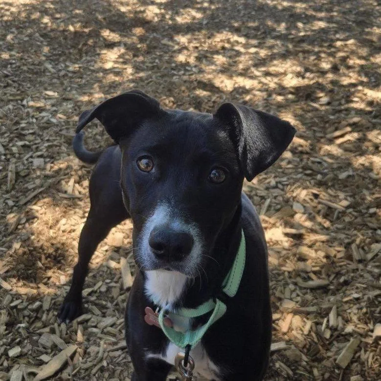 A young medium-sized female Black Mixed Breed dog named Opal for adoption in Tacoma, WA
