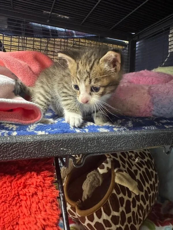 A baby medium-sized male Gray / Blue / Silver Domestic Short Hair cat named Nico for adoption in Belton, MO