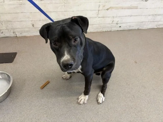 A young medium-sized male Pit Bull Terrier dog named Cliff for adoption in San Bernardino, CA