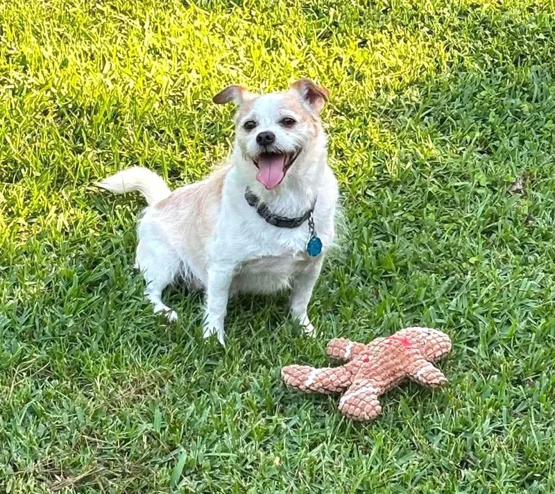 An adult small-sized male Shih Tzu dog named Gizmo Clark for adoption in Saunderstown, RI