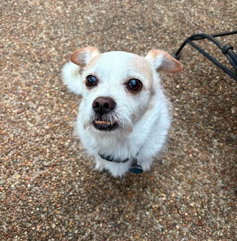 Gizmo Clark thumbnail 2