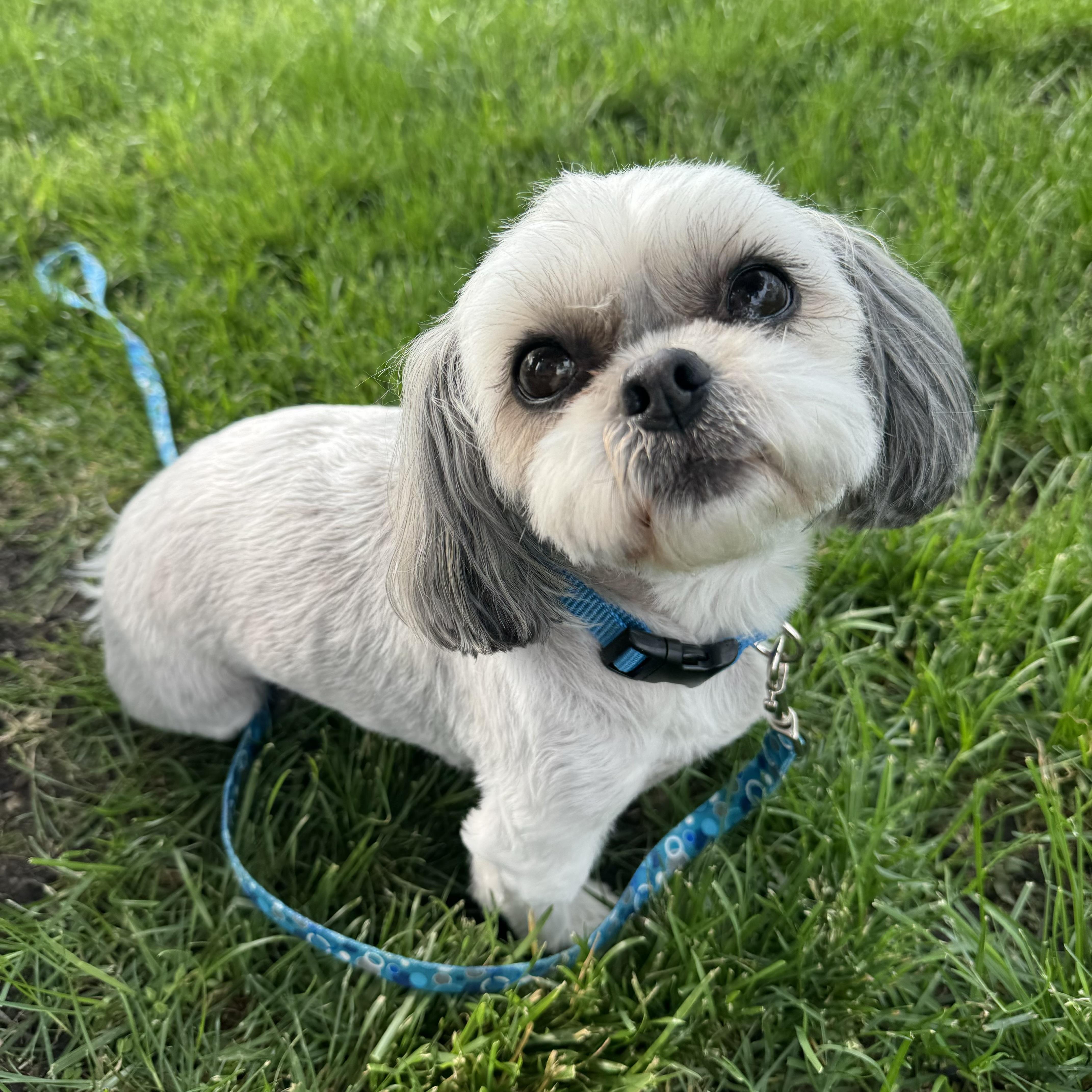 An adult small-sized female Shih Tzu dog named Jojo for adoption in China Township, MI