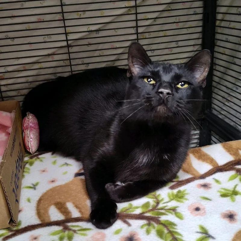 An adult medium-sized female Black Domestic Short Hair cat named Mamba for adoption in Norfolk, NE