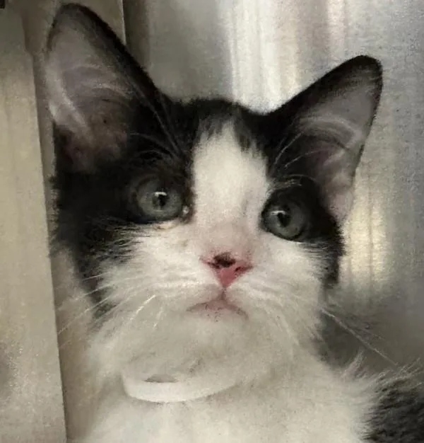 A baby small-sized male Domestic Short Hair cat named Cloudy for adoption in Walnut Creek, CA