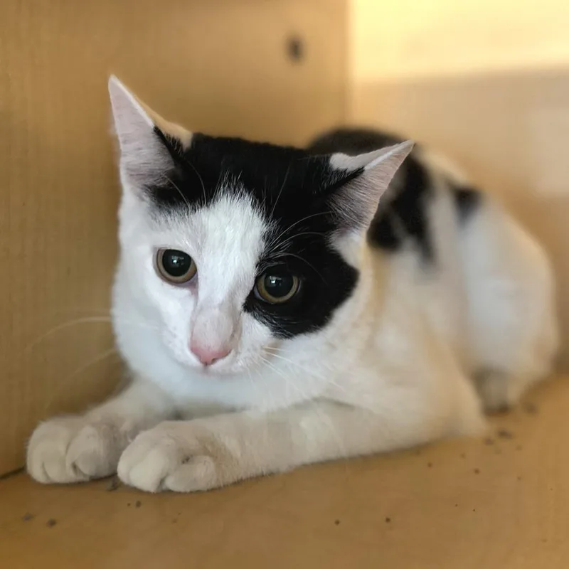 A baby medium-sized female White Domestic Short Hair cat named Pixie Stick for adoption in Washington Township, OH