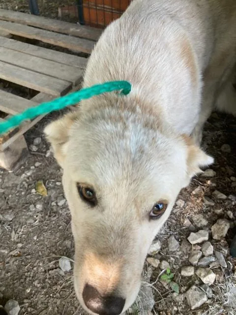 A young large-sized female Mixed Breed dog named Sunnie for adoption in Dallas, TX