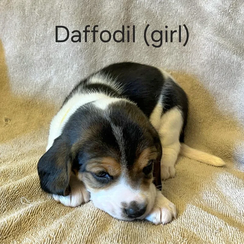 Dahlia Pup  Daffodil thumbnail 2