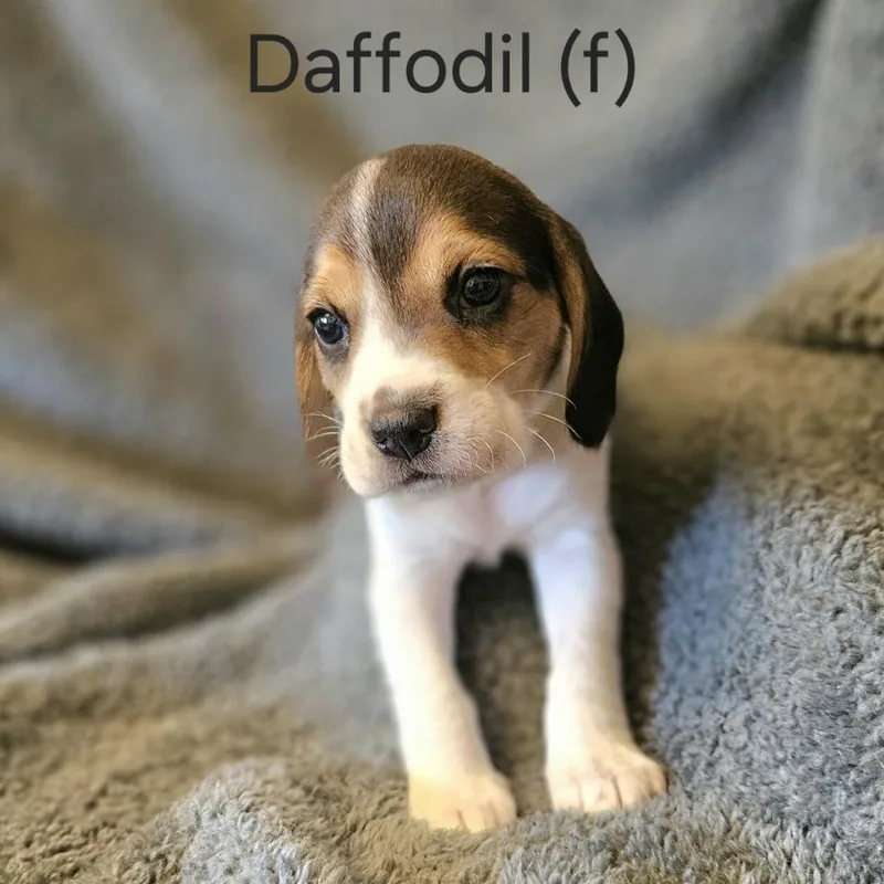 Dahlia Pup  Daffodil thumbnail 3