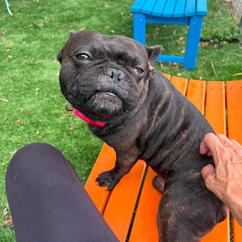Duke of Snorts