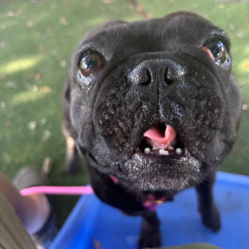 Duke of Snorts thumbnail 4
