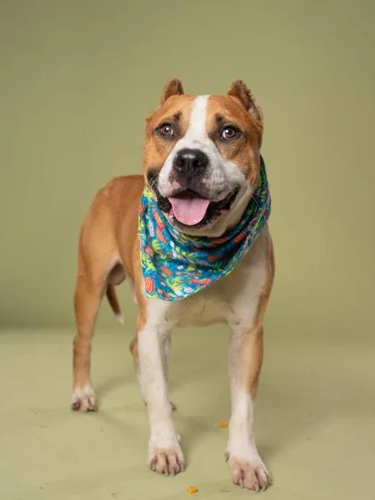 An adult medium-sized male Pit Bull Terrier dog named Peetah for adoption in Atlanta, GA